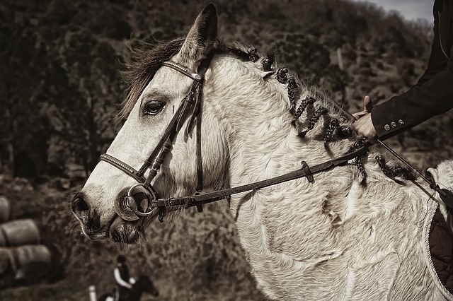 connemara pony